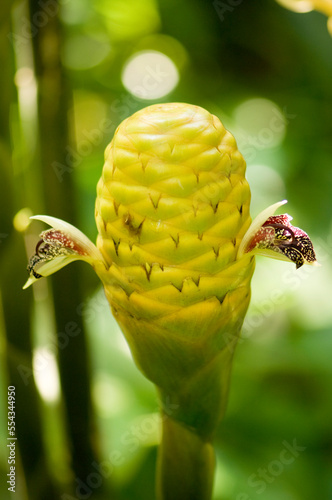 Shampoo ginger (Zingiber zerumbet), a plant used in Asia and Hawaii to make shampoo; Asheboro, North Carolina, United States of America photo