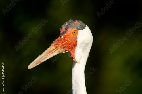 Close-up portrait of a Wattled crane (Bugeranus carunculatus) at the International Crane Foundation; Baraboo, Wisconsin, United States of America photo