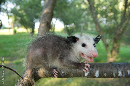 Close-up of a baby Opossum (Didelphis virginiana) on a farm in Greenleaf, Kansas, USA; Greenleaf, Kansas, United States of America