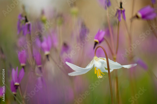 Broad-leaved shooting stars and white fawn lilies photo