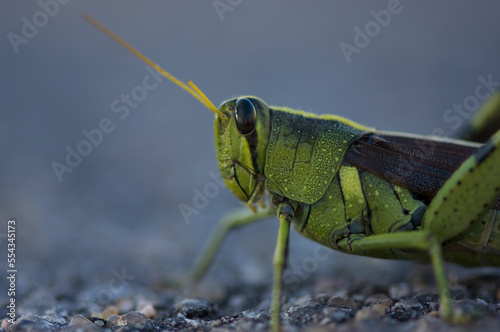 Portrait of a Bird grasshopper (Schistocerca obscura); Wichita, Kansas, United States of America photo