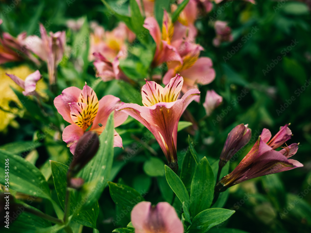 Fototapeta premium Flowers in the garden