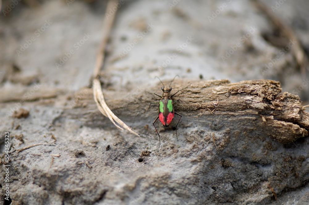 Salt Creek tiger beetle (Cicindela nevadica lincolniana) marked with color for study purposes; Lincoln, Nebraska, United States of America