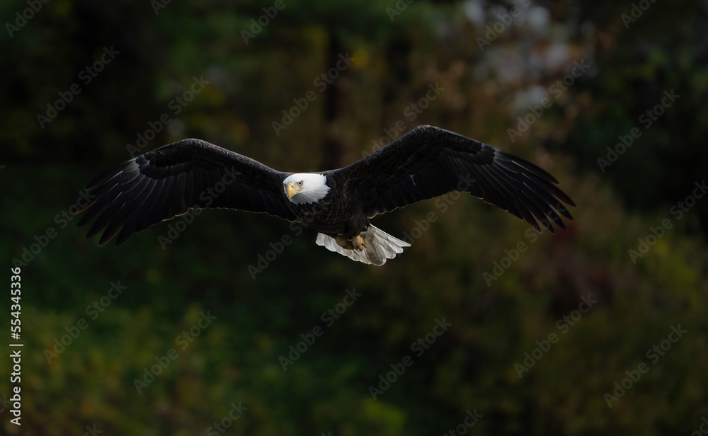 Fototapeta premium bald eagle in flight