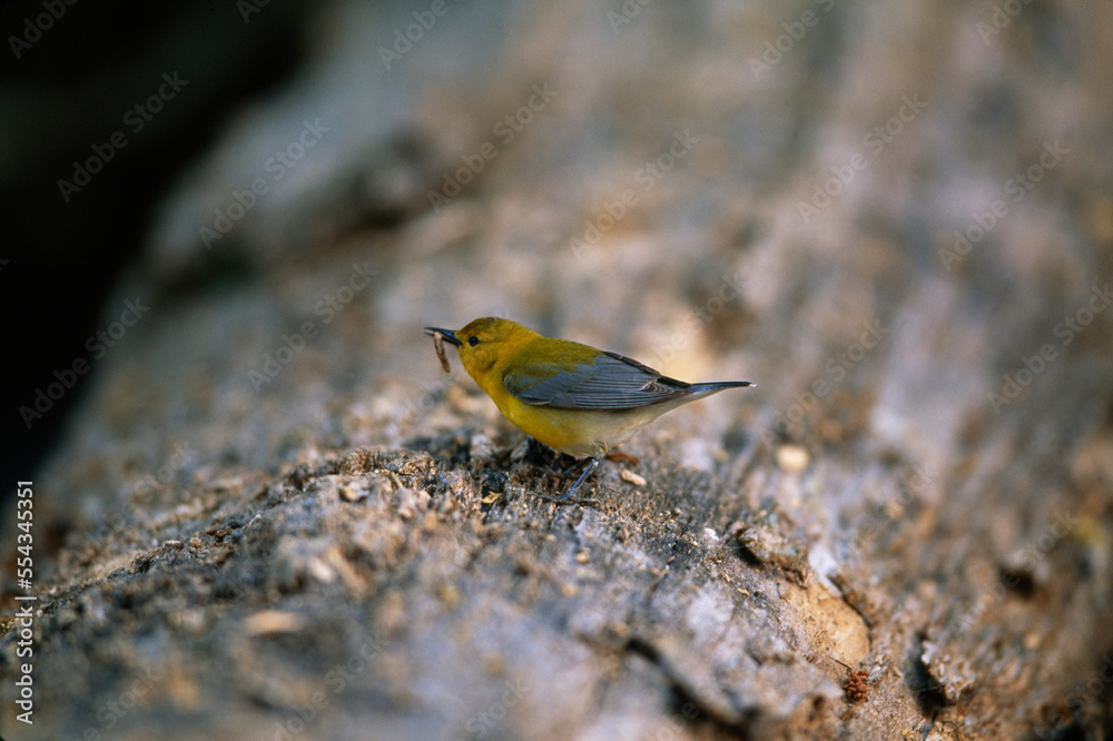 Prothonotary warbler (Protonotaria citrea) in breeding plumage, eating a worm at the Cache River National Wildlife Refuge, Arkansas, USA; Arkansas, United States of America Prothonotary warbler (Protonotaria citrea) in breeding plumage, eating a worm at the Cache River National Wildlife Refuge, Arkansas, USA; Arkansas, United States of America
