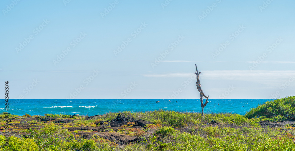 The seaside of the Galapagos Islands