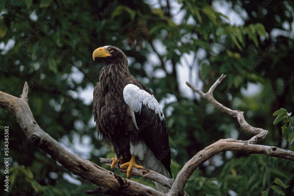 Portrait of a captive Steller's sea eagle (Haliaeetus pelagicus) on a branch in a zoo; Cincinnati, Ohio, United States of America Portrait of a captive Steller's sea eagle (Haliaeetus pelagicus) on a branch in a zoo; Cincinnati, Ohio, United States of America