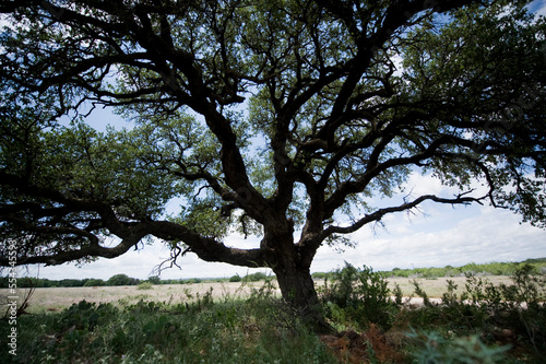 Ranch landscape with a large tree; Christoval, Texas, United States of America photo