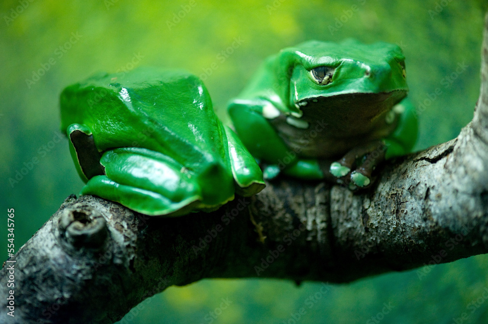Giant waxy monkey tree frogs (Phyllomedusa bicolor) in a zoo; Houston