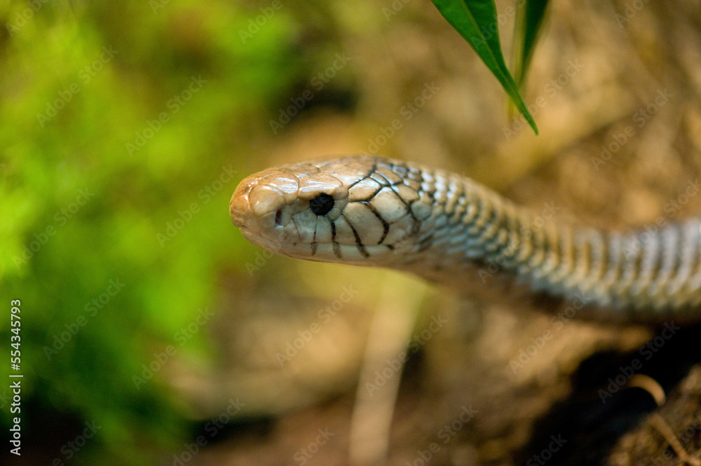 Close-up portrait of a Black forest cobra (Naja melanoleuca) at a zoo; Houston, Texas, United States of America Close-up portrait of a Black forest cobra (Naja melanoleuca) at a zoo; Houston, Texas, United States of America