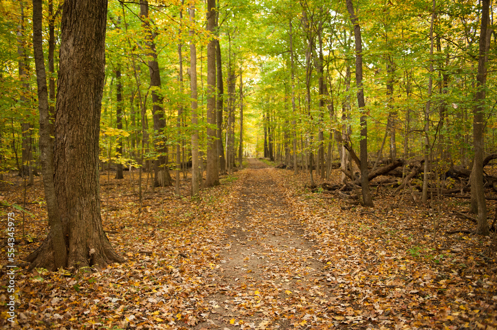 Trail leads through a forest in autumn, Ryerson Woods, Illinois, USA; Riverwoods, Illinois, United States of America Trail leads through a forest in autumn, Ryerson Woods, Illinois, USA; Riverwoods, Illinois, United States of America