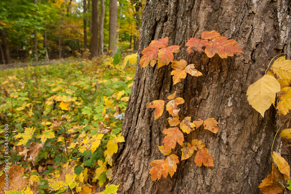 Autumn coloured foliage in the woods, Ryerson Woods, Illinois, USA; Riverwoods, Illinois, United States of America Autumn coloured foliage in the woods, Ryerson Woods, Illinois, USA; Riverwoods, Illinois, United States of America