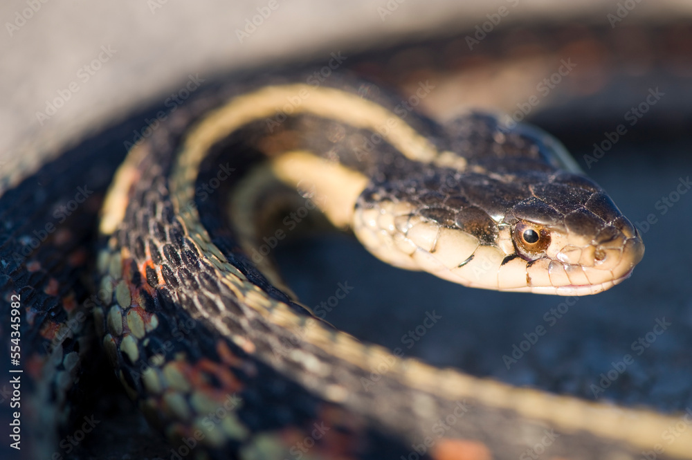 Close up portrait of a Garter snake (Thamnophis Sirtalis); Nebraska City, Nebraska, United States of America Close up portrait of a Garter snake (Thamnophis Sirtalis); Nebraska City, Nebraska, United States of America
