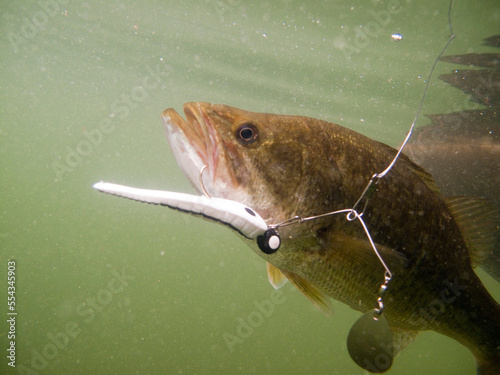 Underwater image of a Largemouth bass, Micropterus salmoides, and fishing lure; Crosslake, Minnesota, United States of America photo