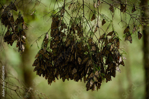 Monarch butterflies (Danaus plexippus) cover a tree branch in Sierra Chincua while in travel to winter roosts in Mexico; Sierra Chincua, Mexico photo