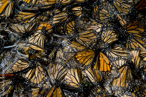 Millions of monarch butterflies (Danaus plexippus) cover every inch of a tree in Sierra Chincua while in travel to winter roosts in Mexico; Sierra Chincua, Mexico photo