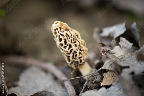 Morel mushroom growing in decomposing leaves; Peru, Nebraska, United States of America photo