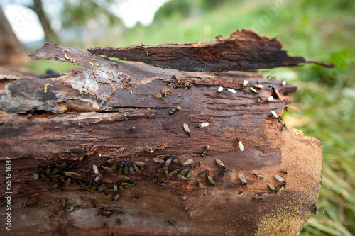 Carpenter ants inhabit a log; Lincoln, Nebraska, United States of America photo