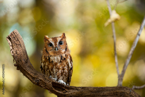 Portrait of a captive Eastern screech owl (Megascops asio) at Ryerson Woods, Illinois, USA; Deerfield, Illinois, United States of America photo