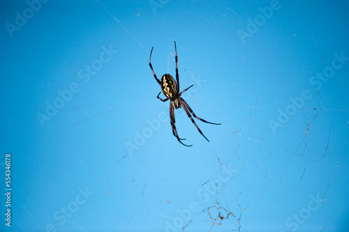 Zig zag spider (Neoscona cooksoni) in its web against a blue sky in Galapagos National Park; North Seymour Island, Galapagos Islands, Ecuador photo