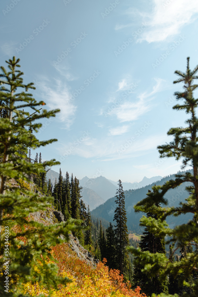 Vertical Photo peaking through high mountain altitude huckleberry bushes, shrubs, and massive conifer trees on trail in the North Cascades National Park in Northern Washington State United States