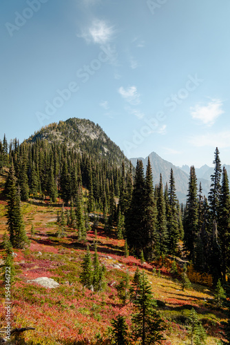 Vertical Photo of lush high mountain altitude huckleberry bushes, shrubs, and massive conifer trees in the North Cascades National Park in Northern Washington State United States of America.