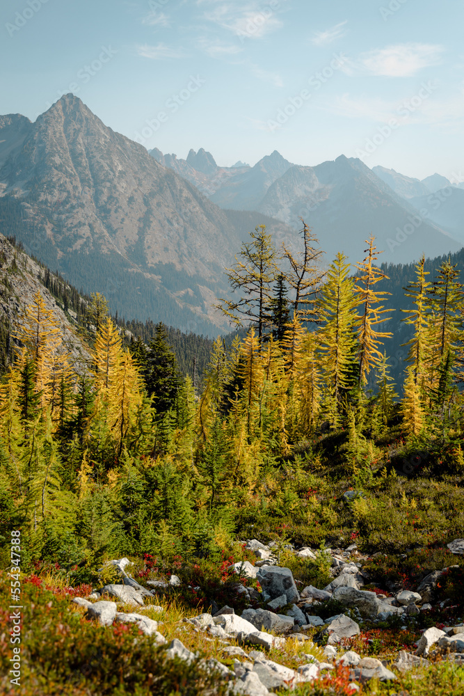 Obraz premium Stunning fall autumn yellow green colors of beautiful Larch trees on Maple Pass Hike in the high altitudes of Northern Washington North Cascades National Park with mountain peaks and range in distance