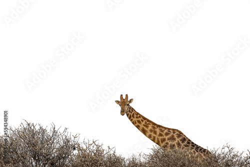 giraffe in the African bush isolated on white background