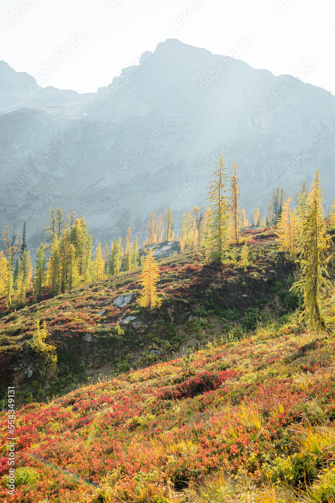 Stunning fall autumn yellow green colors of beautiful Larch trees on Maple Pass Hike in the high altitudes of Northern Washington North Cascades National Park with mountain peaks and range in distance