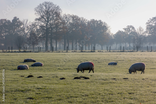 Fényképezés Countryside landscape in winter, Low flat land with white morning frost, Typical Dutch polder with small canal or ditch and group of sheeps, Fog and mist covered on the green grass field, Netherlands