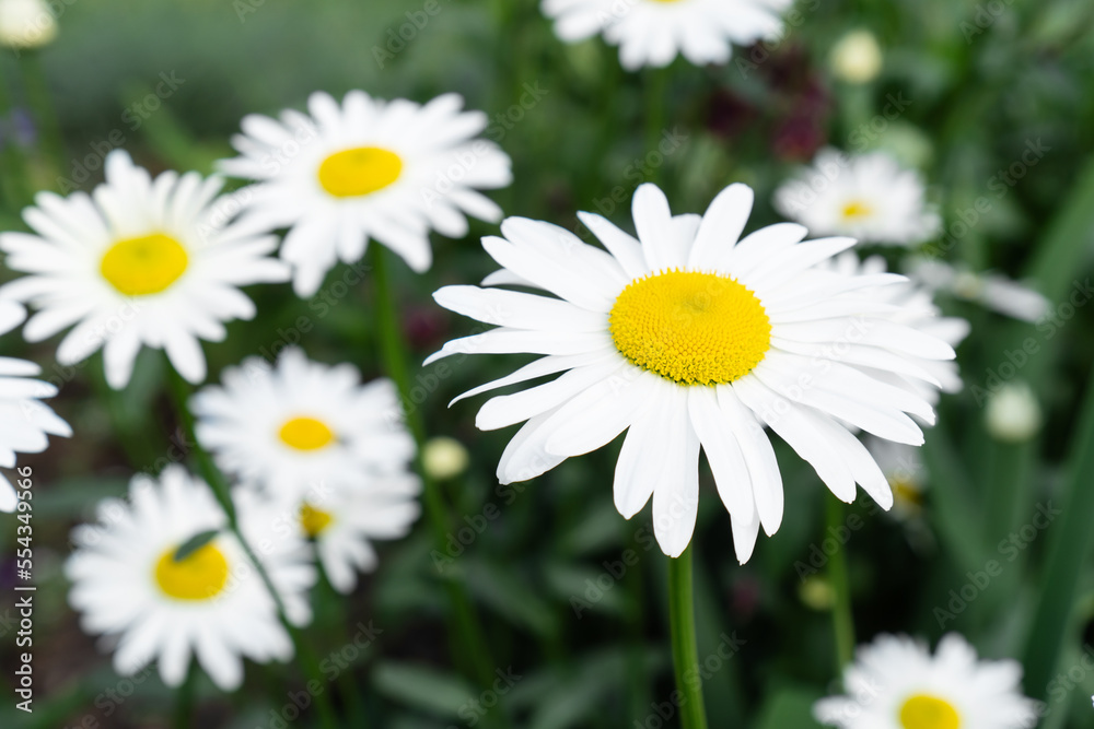 Floral background with beautiful chamomiles growing in the garden. Floral background with beautiful chamomiles growing in the garden.