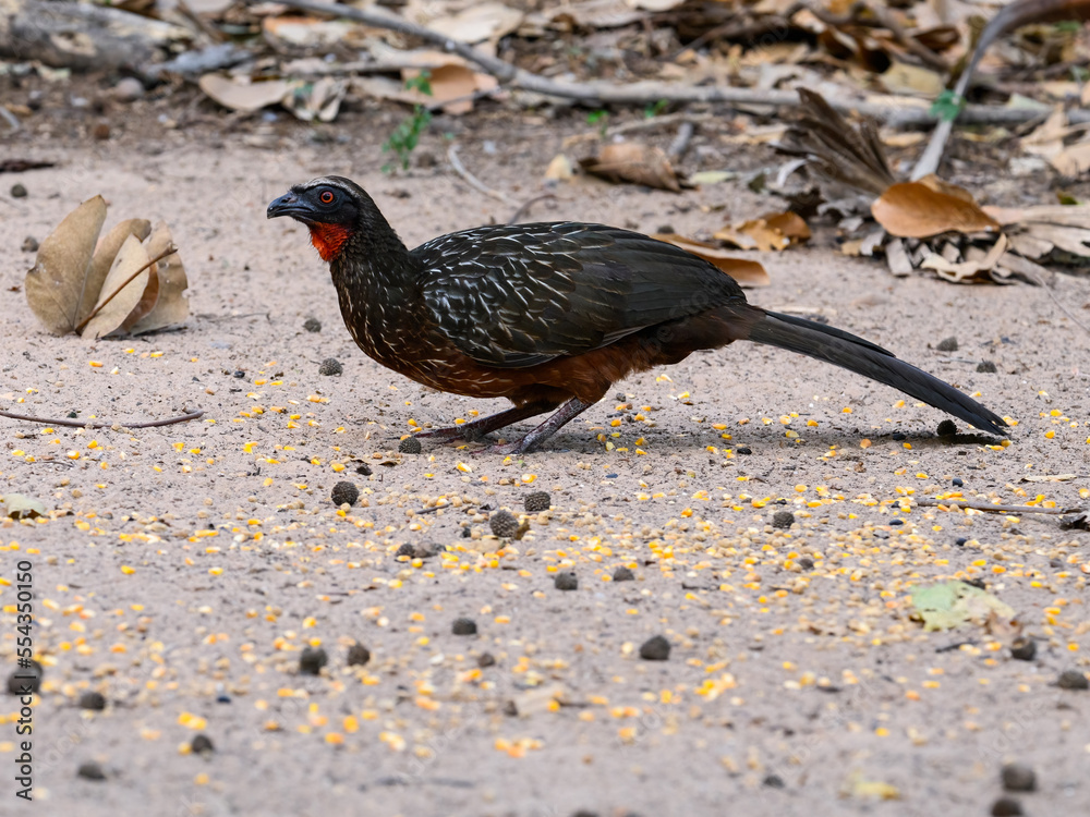 Chestnut-bellied Guan foraging on the ground, closeup portrait Chestnut-bellied Guan foraging on the ground, closeup portrait