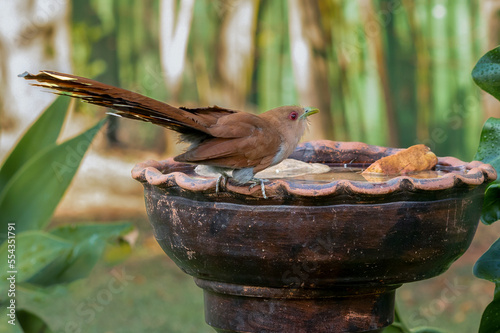 A Squirrel Cuckoo also know Alma de Gato or Cuckoo Ardilla perched on water foutain. Species Piaya cayana. Animal world. Bird lover. Birdwatching. Birding. photo