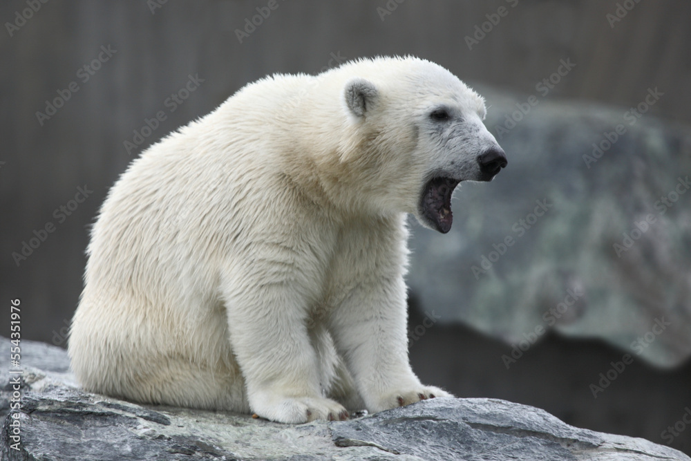 Eisbär / Polar bear / Ursus maritimus Eisbär / Polar bear / Ursus maritimus