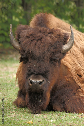 Amerikanischer Bison / American bison / Bison bison - Bos bison