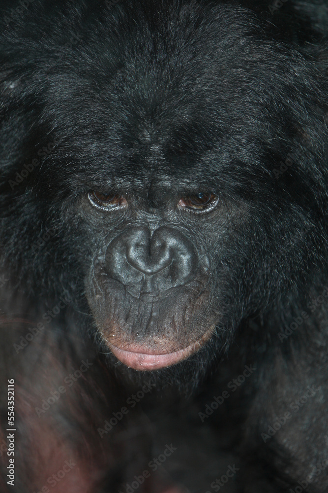 Bonobo oder Zwergschimpanse / Pygmy chimpanzee / Pan paniscus Bonobo oder Zwergschimpanse / Pygmy chimpanzee / Pan paniscus