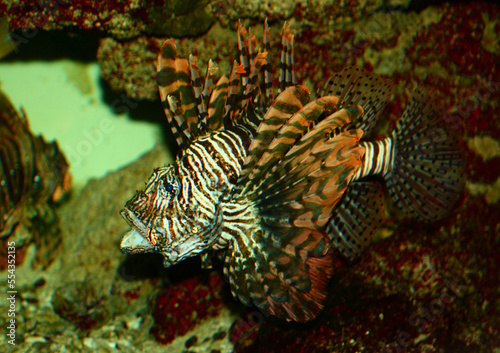 Rotfeuerfisch   Lionfish   Pterois antennata.