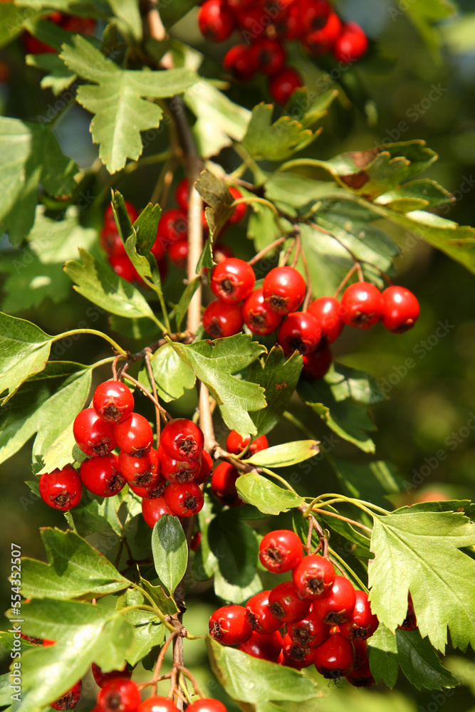 Obraz premium Früchte - Bayern / Fruits - Bavaria /