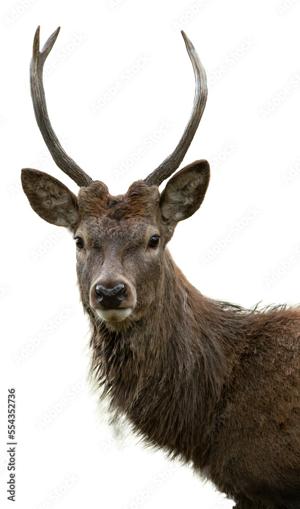 portrait of sika deer stag  isolated on white, transparent, png