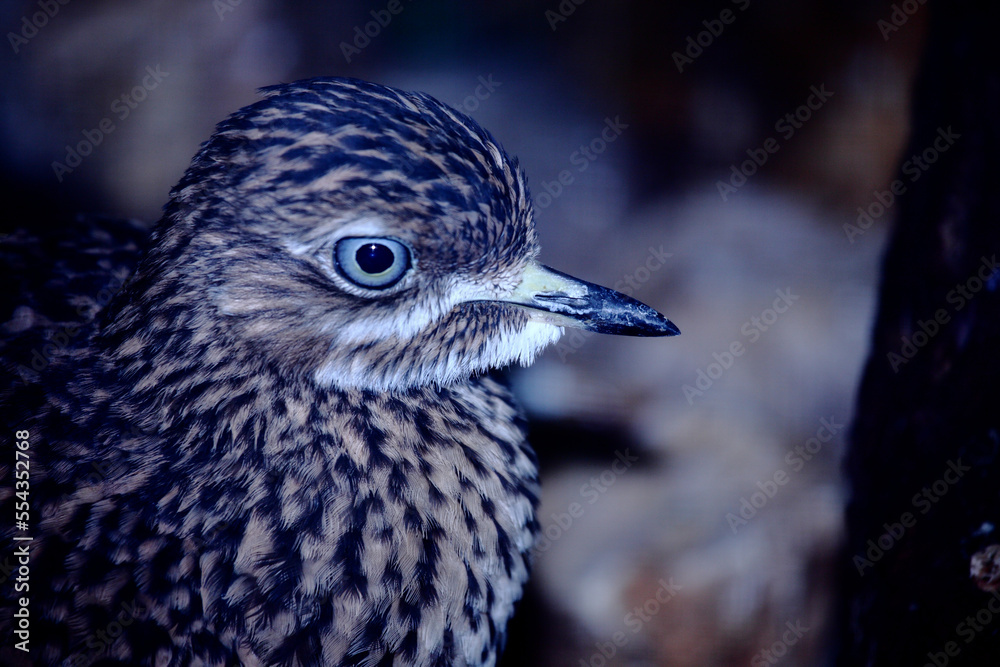 Kaptriel / Spotted thick-knee / Burhinus capensis Kaptriel / Spotted thick-knee / Burhinus capensis