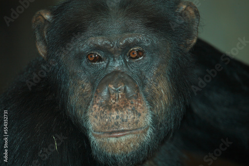 Gemeiner Schimpanse / Common chimpanzee / Pan troglodytes