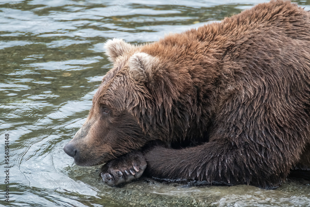 Brown Bear Resting on a Rock at Brooks Falls waiting for Salmon, Katmai National Park, Alaska Brown Bear Resting on a Rock at Brooks Falls waiting for Salmon, Katmai National Park, Alaska