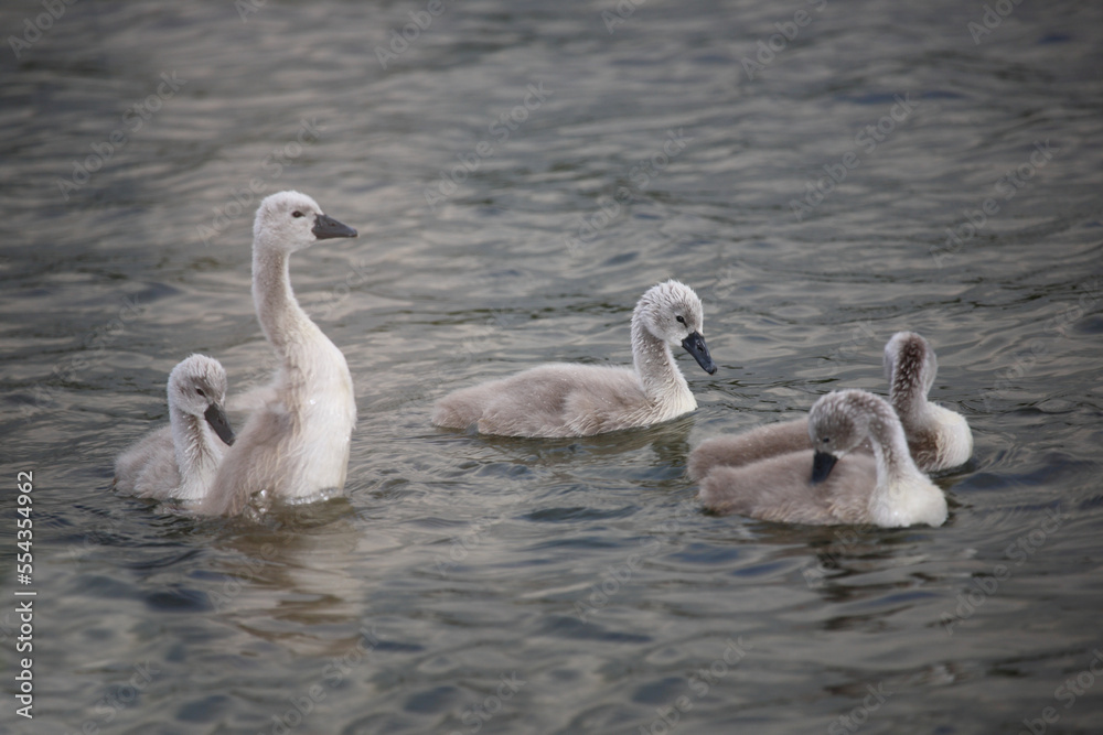 Höckerschwan / Mute swan / Cygnus olor.. Höckerschwan / Mute swan / Cygnus olor..