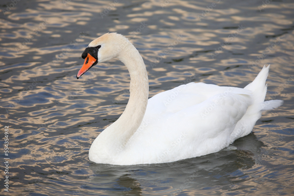 Höckerschwan / Mute swan / Cygnus olor Höckerschwan / Mute swan / Cygnus olor
