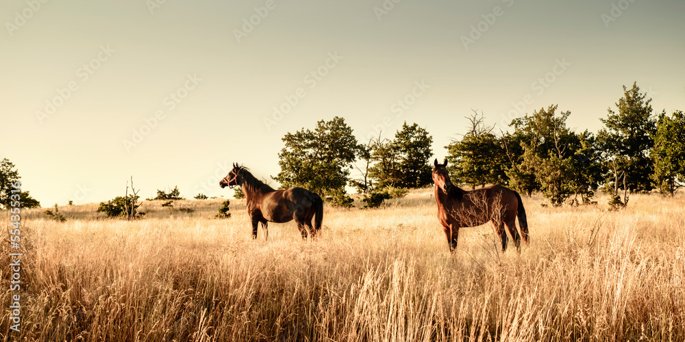 
Pair of horses at dawn in the steppe