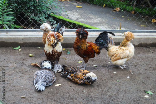 A group of Polish or Polish breeds of European crested chickens. Polish or Polish male and female cocks photo