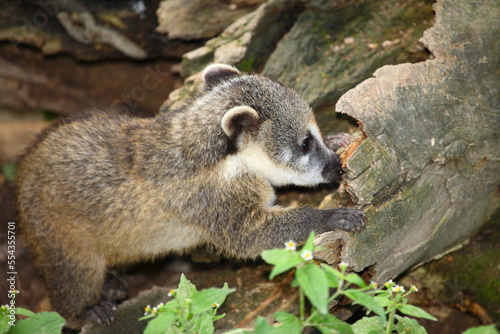 Südamerikanischer Nasenbär / South American coati / Nasua nasua.