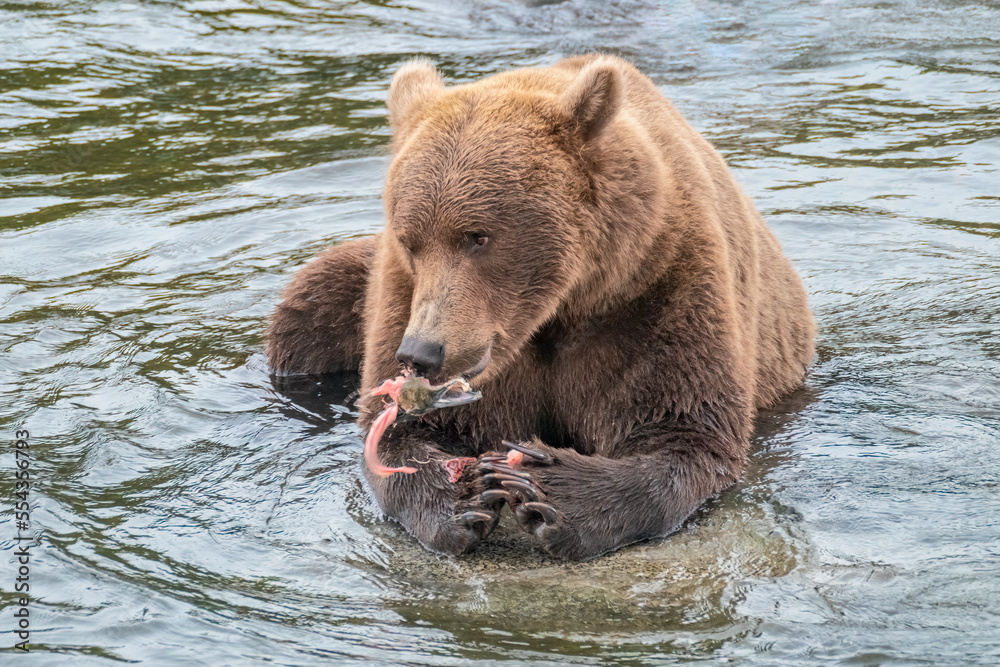 Bear Eating a Salmon on the Brooks River, Katmai National Park, Alaska Bear Eating a Salmon on the Brooks River, Katmai National Park, Alaska