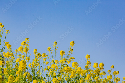 菜の花と青空 