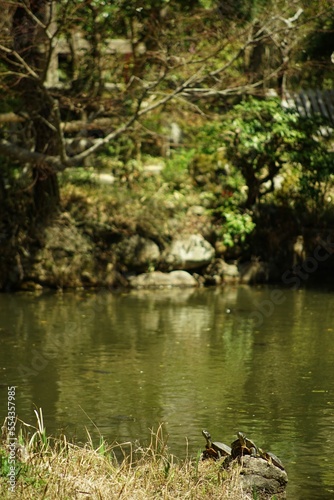 京都・浄瑠璃寺の庭で甲羅干しをする亀